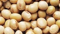 Soybean